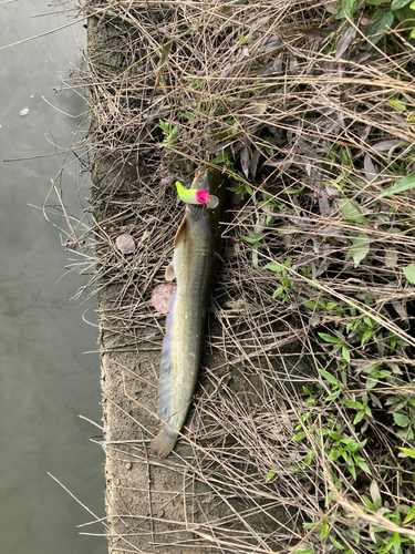 ナマズの釣果