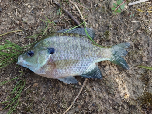 ブルーギルの釣果