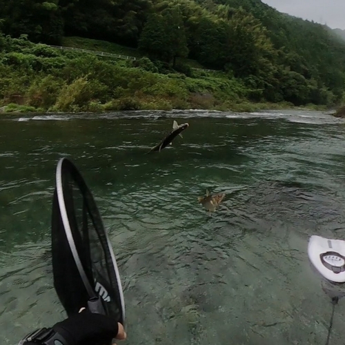 アユの釣果