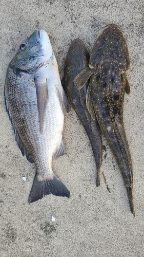 マゴチの釣果