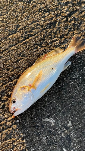 シログチの釣果