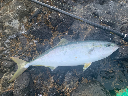 イナダの釣果