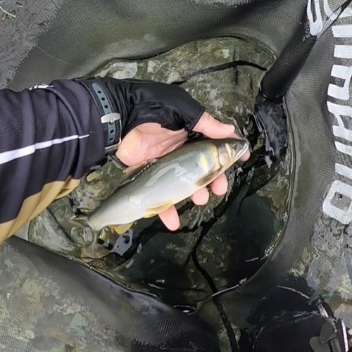 アユの釣果