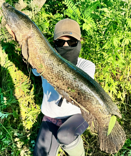 カムルチーの釣果