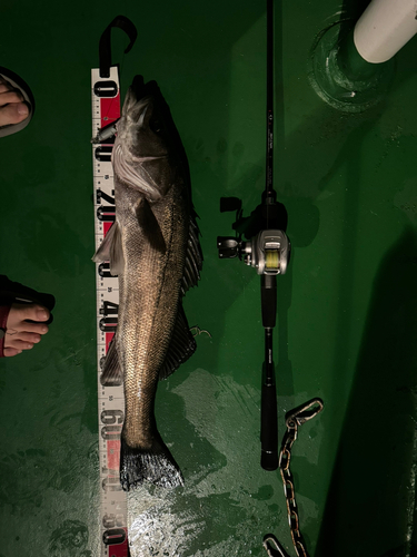 シーバスの釣果