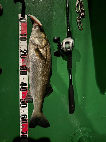 シーバスの釣果