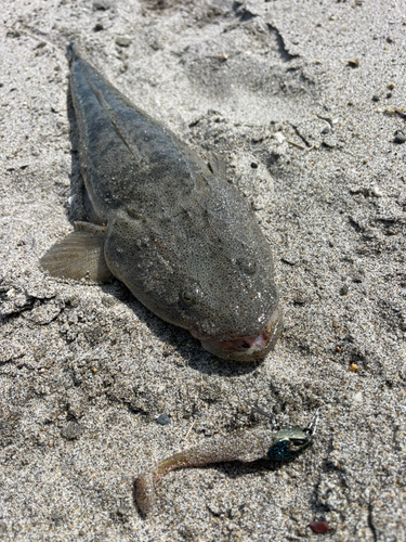 マゴチの釣果