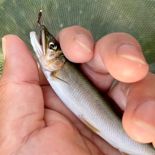 アユの釣果