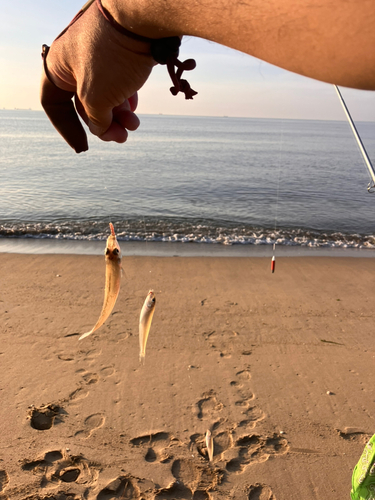 キスの釣果