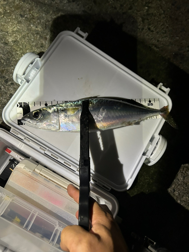 サバの釣果