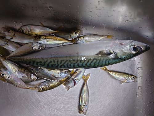 サバの釣果