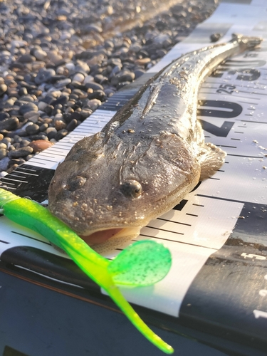 マゴチの釣果