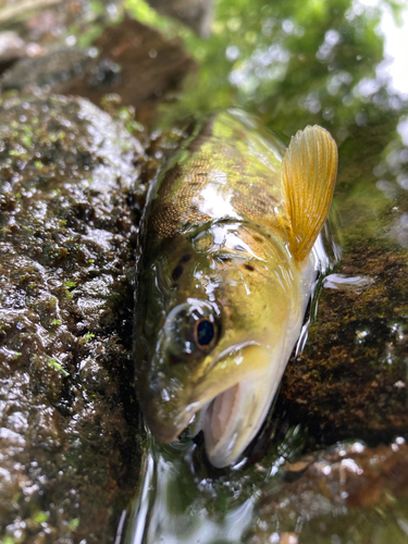 ブラウントラウトの釣果