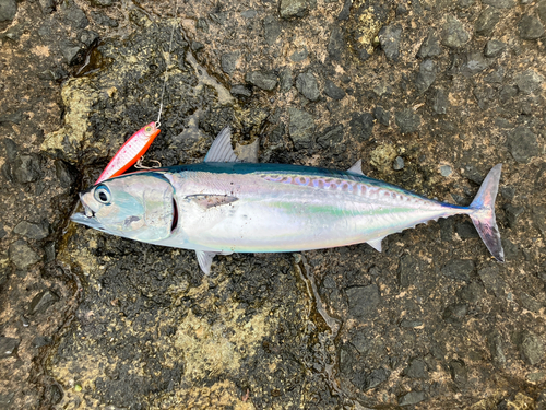 マルソウダの釣果