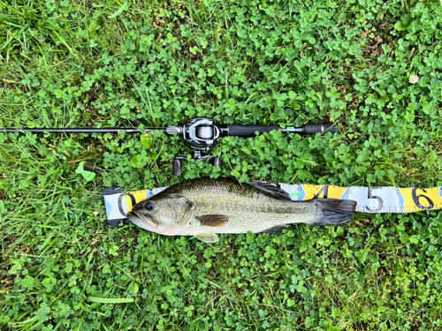 ブラックバスの釣果