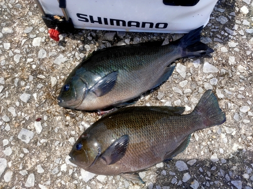 メジナの釣果