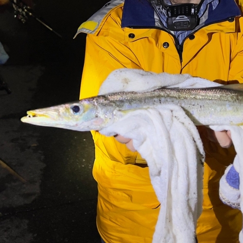 アカカマスの釣果