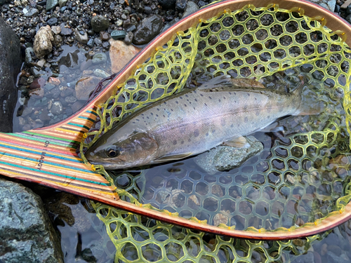 ヤマメの釣果