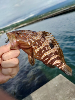 キジハタの釣果