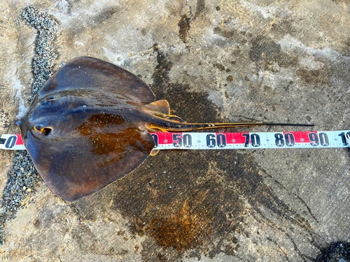 アカエイの釣果