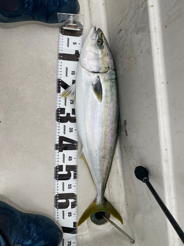 クロマグロの釣果