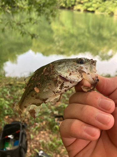 ブラックバスの釣果