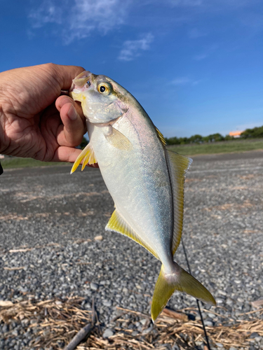 ショゴの釣果