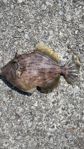 カワハギの釣果