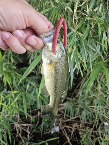 ブラックバスの釣果