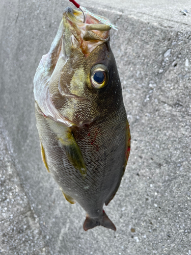 イサキの釣果