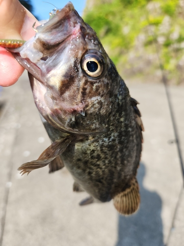 クロソイの釣果