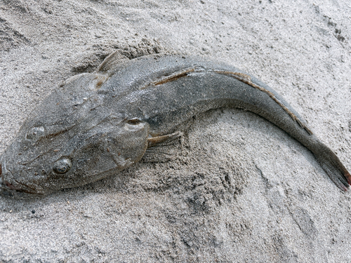 マゴチの釣果