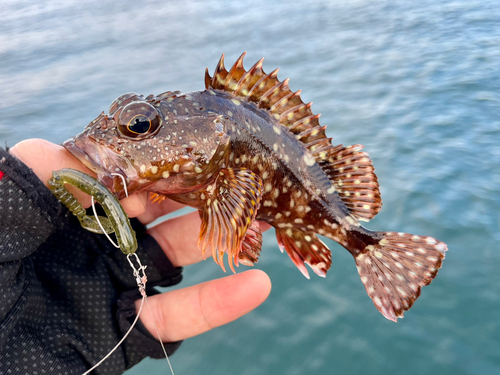 ガシラの釣果