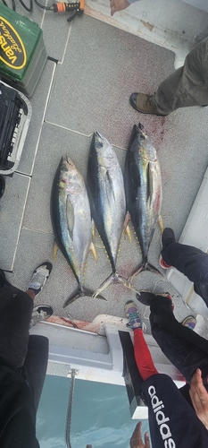 キハダマグロの釣果