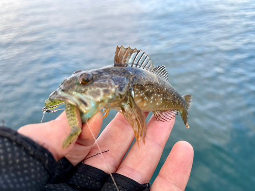 アナハゼの釣果