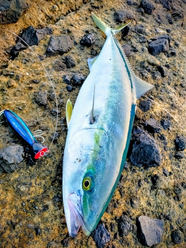 ブリの釣果