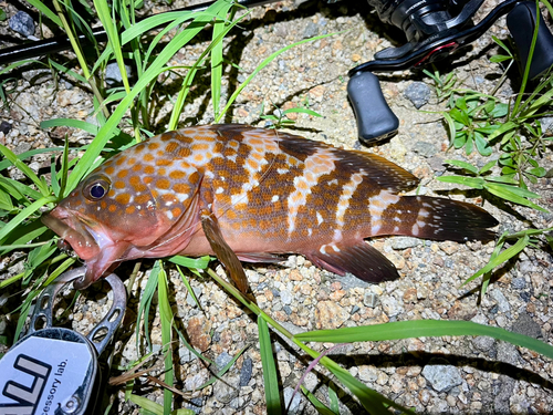 アコウの釣果