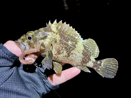 ムラソイの釣果