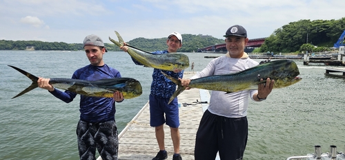 シイラの釣果