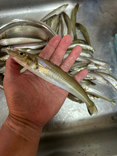 キスの釣果