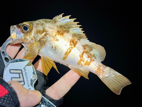 メバルの釣果