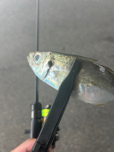 マアジの釣果