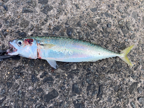 サバの釣果