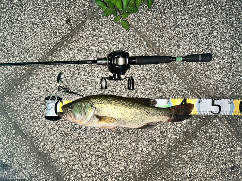 ブラックバスの釣果