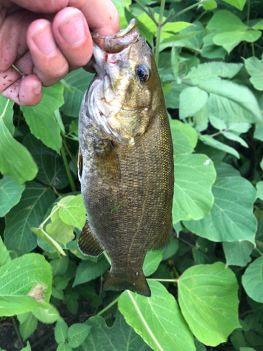 スモールマウスバスの釣果