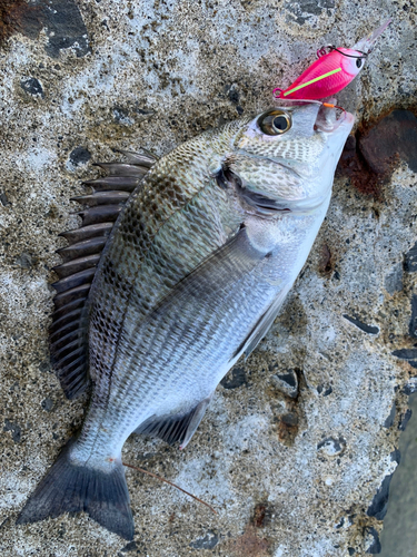 チヌの釣果