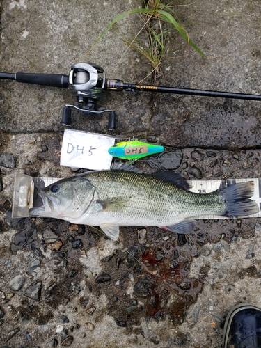 ブラックバスの釣果