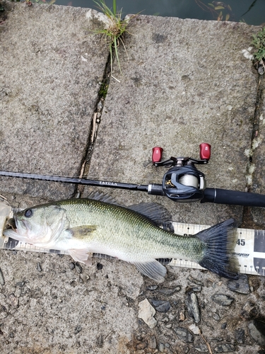 ブラックバスの釣果