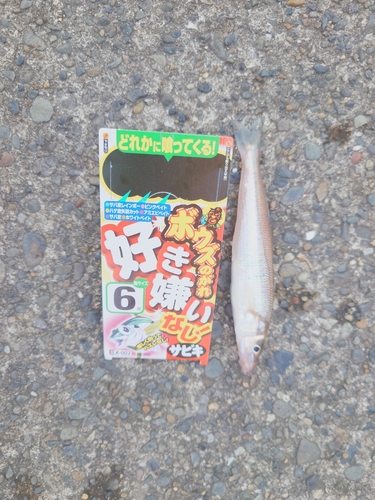 シロギスの釣果