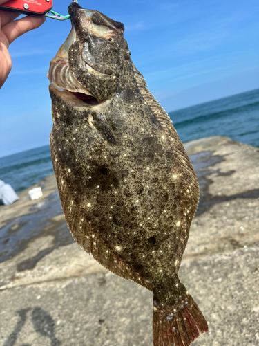 ヒラメの釣果